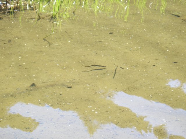 6.24-25.06 Memaloose Lake 044 